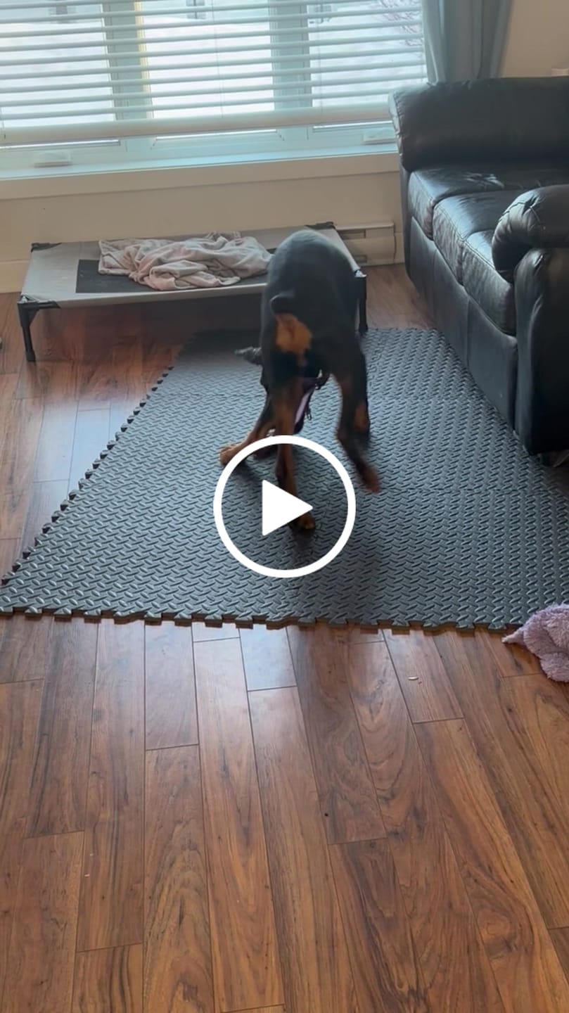 Customer video review of 6 Inch Trachea Wrapped in Jerky