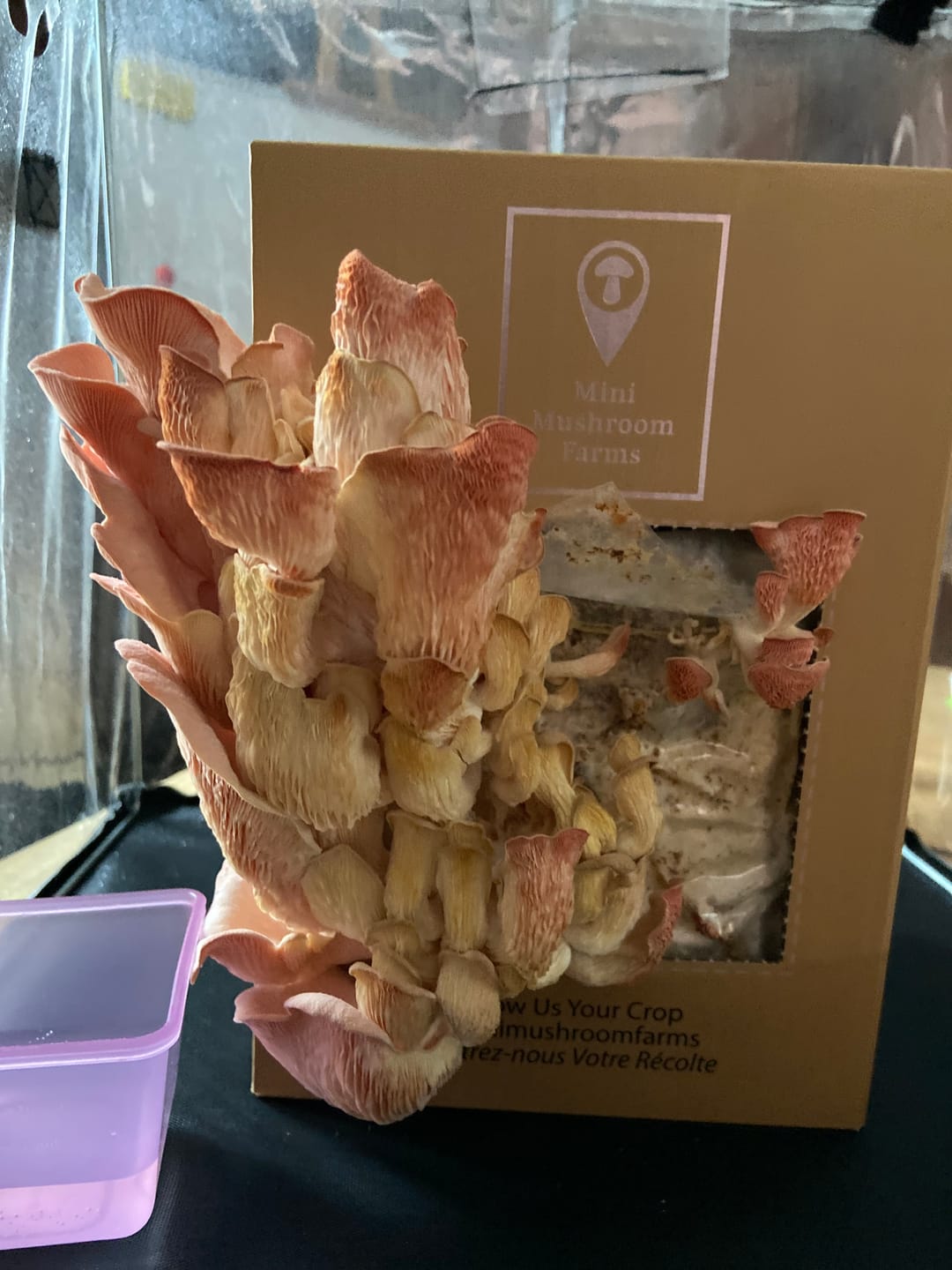 Customer photo review of Essentials Bundle Gift Set + Grow Kit