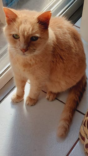 Customer photo review of Cat Cold, Sneezing & Respiratory Support Remedy