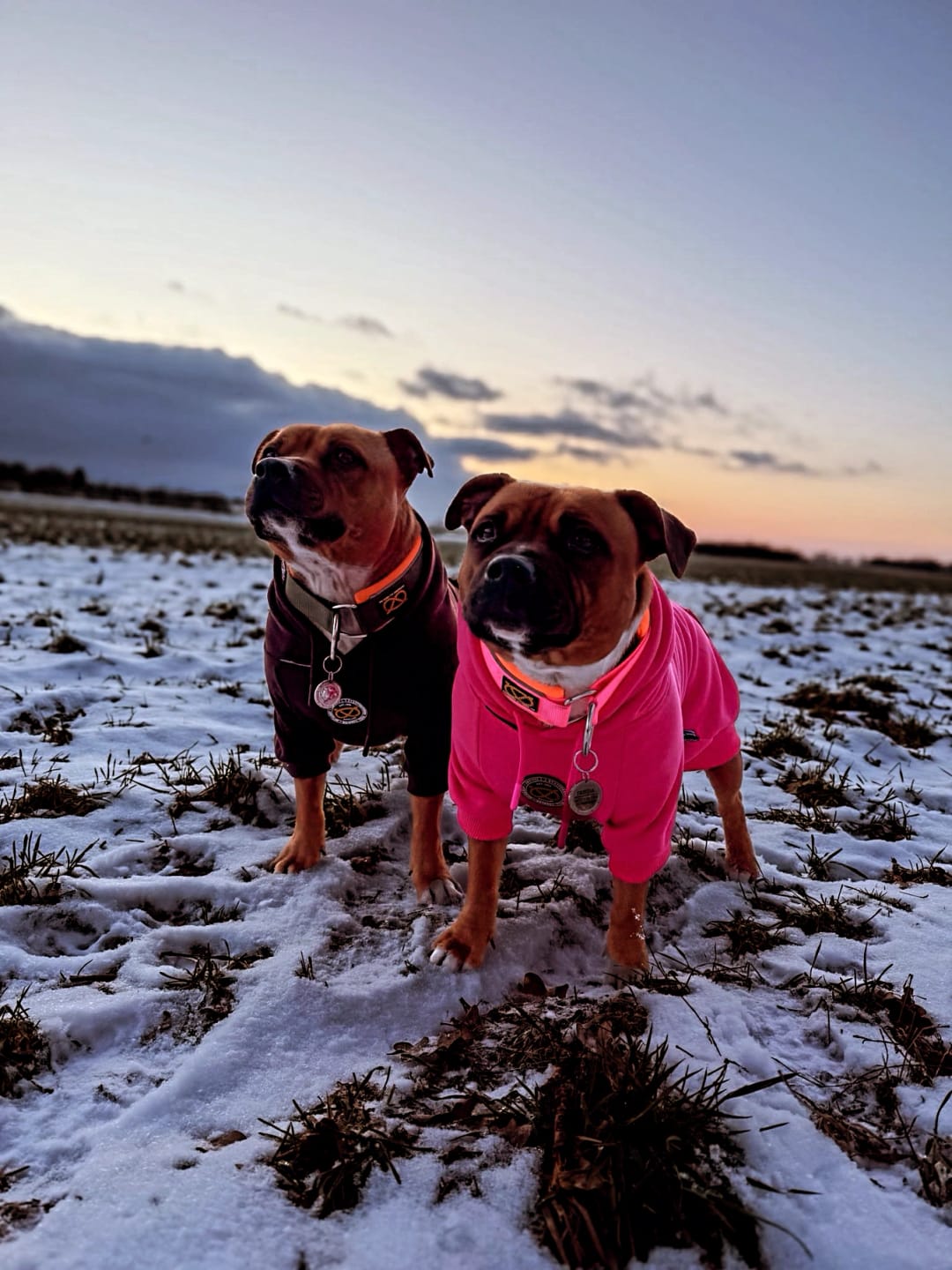Customer photo review of Staffordshire Bull Terrier 1935® Nametag - Shiny