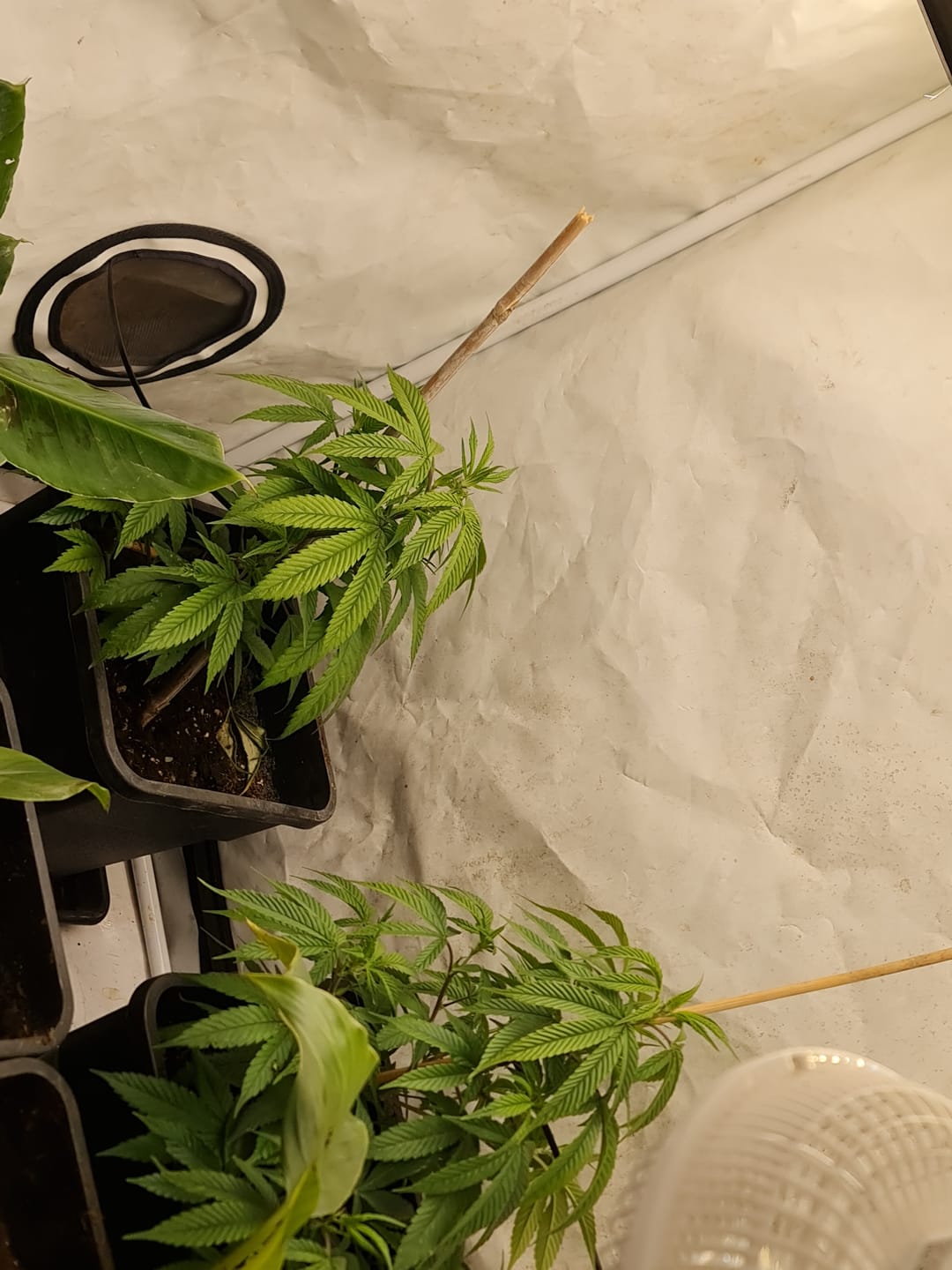 Customer photo review of Hanfstecklinge | Chocolate Haze