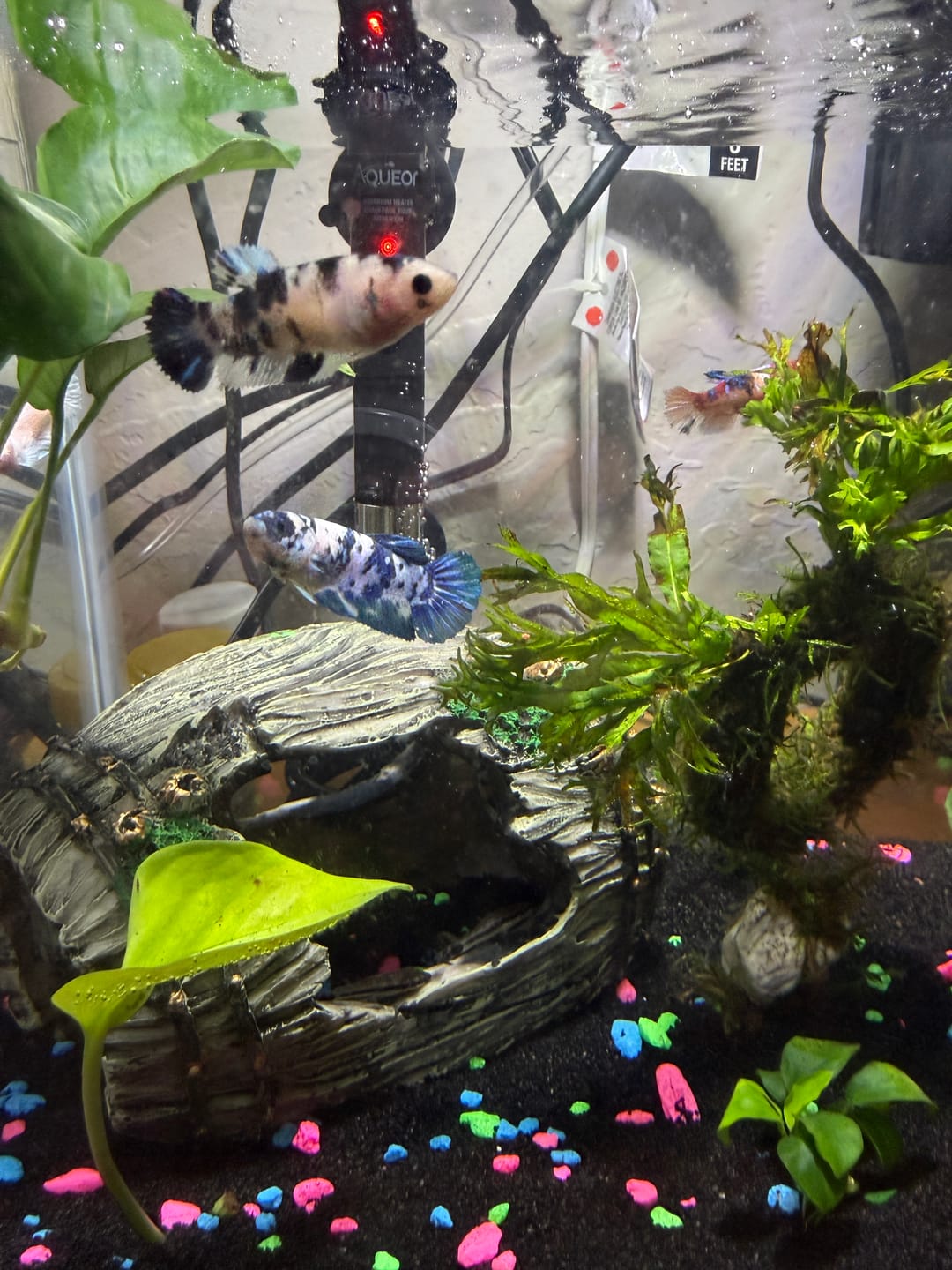 Customer photo review of Female Betta Fish Marble Dot Moo Cow Plakat