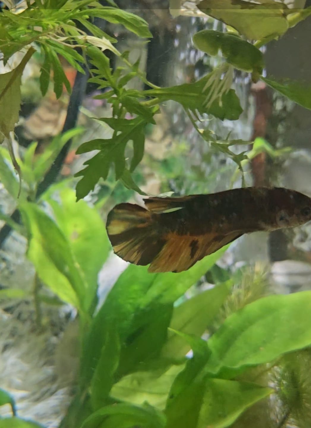 Customer photo review of Multicolor King Giant Plakat Male Betta Fish | Mystery Betta
