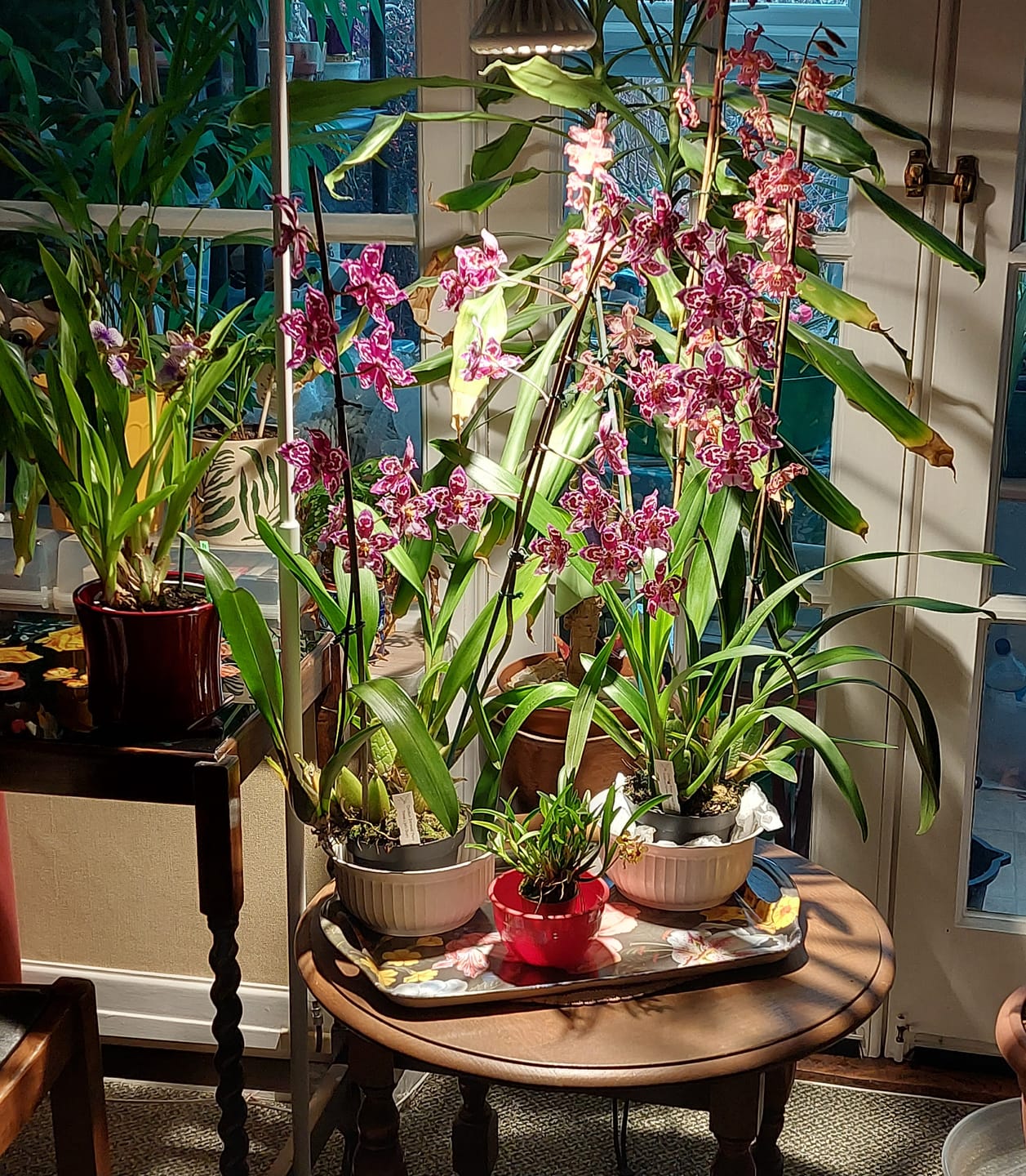 Customer photo review of Pianta 30 Grow Light LED Bulb