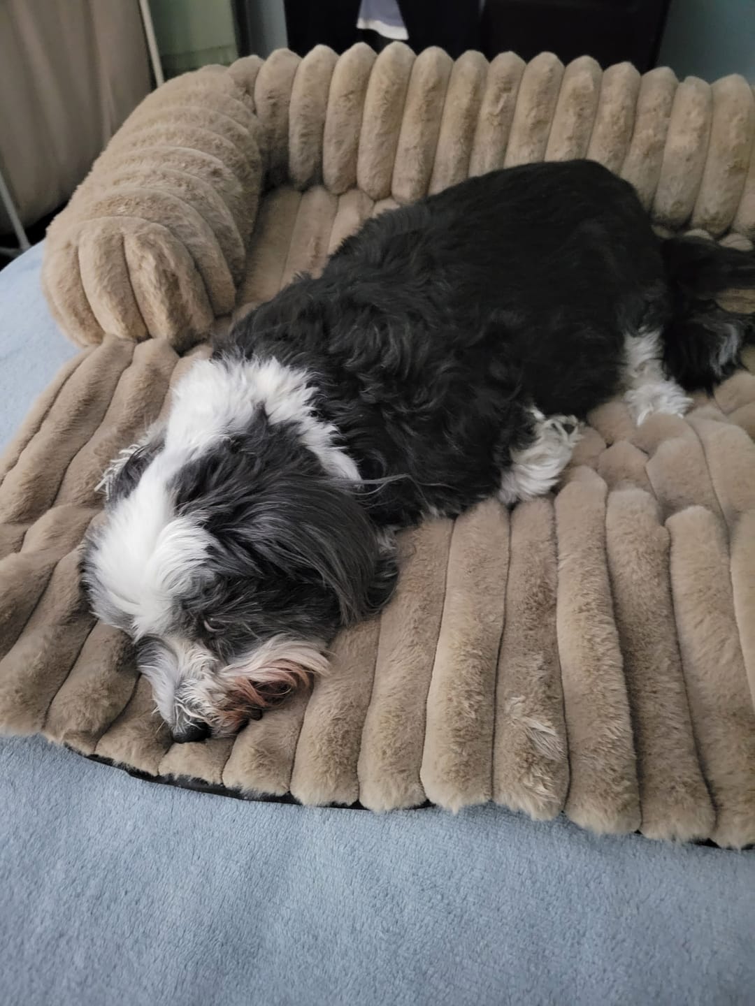 Customer photo review of Luxury Couch Cover Dog Bed - Brown