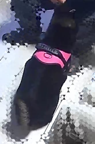 Customer photo review of 【プレミアム版】FunFunPet 高機能ハーネス （お名前タグ作成サービス付き）