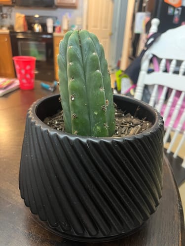 Customer photo review of San Pedro Cactus | Trichocereus (Echinopsis) Pachanoi