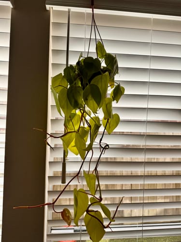 Customer's lush Lemon Lime Philodendron hanging in a pot, backlit by a window with blinds.