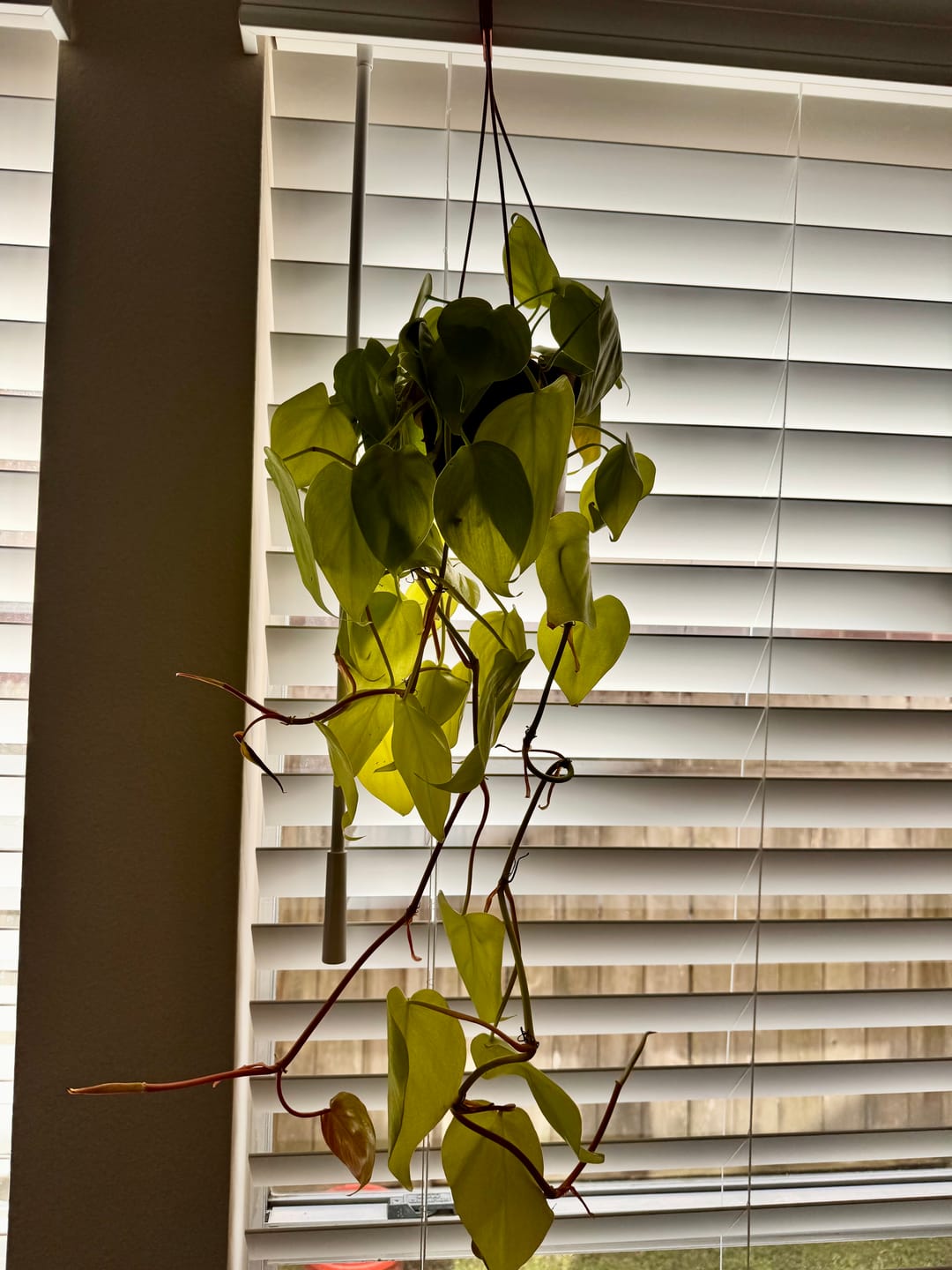 Customer photo review of Philodendron hederaceum 'Lemon Lime'