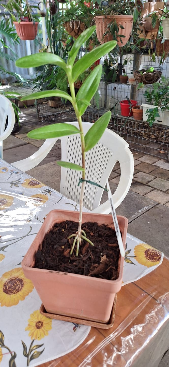 Customer photo review of Crucifix Orchid | Epidendrums| sp | Orchidaceae