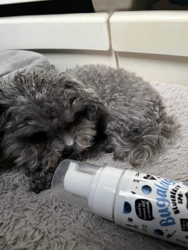Customer photo review of Blueberry Spa™ No Rinse Facial Wash & Shampoo with Blueberry & Colloidal Oatmeal for Dogs
