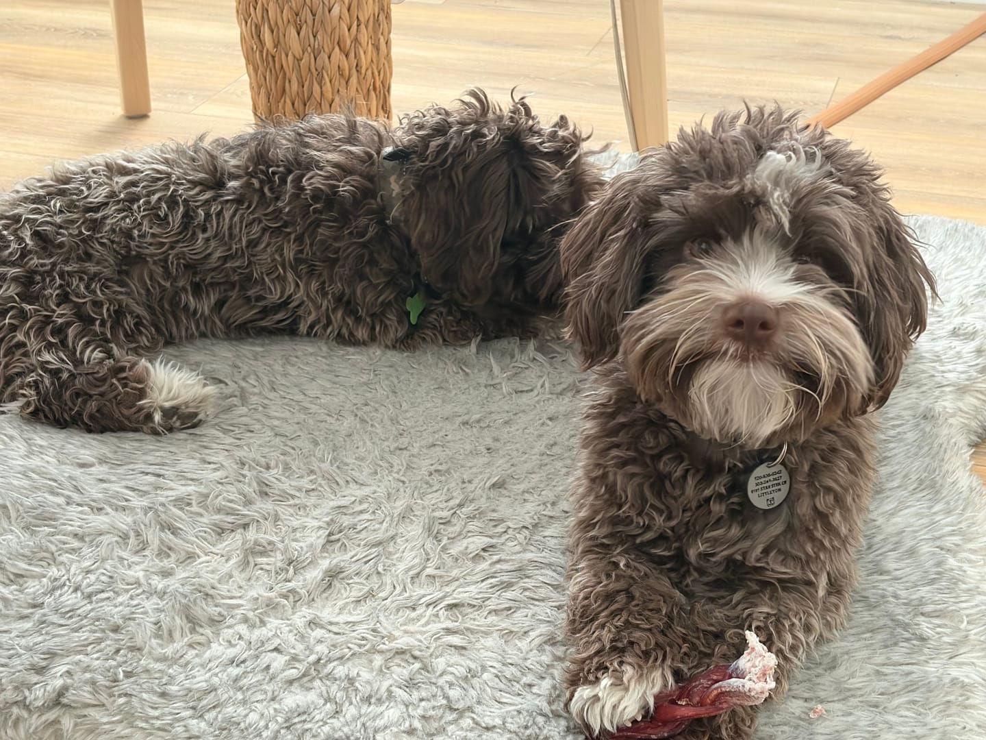 Customer photo review of 6 Inch Thick Braided Bully Stick