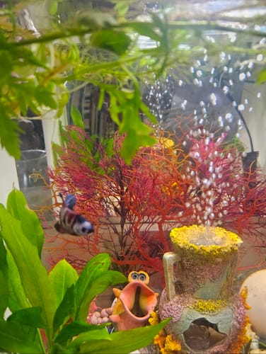 Customer photo review of Koi Multicolor Dark Tone Plakat Male Betta Fish | High Grade | Mystery Betta