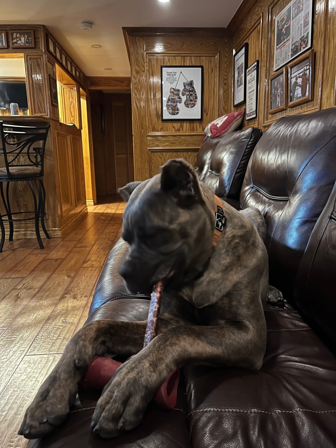 Customer photo review of 10-12 Inch Champion Chew
