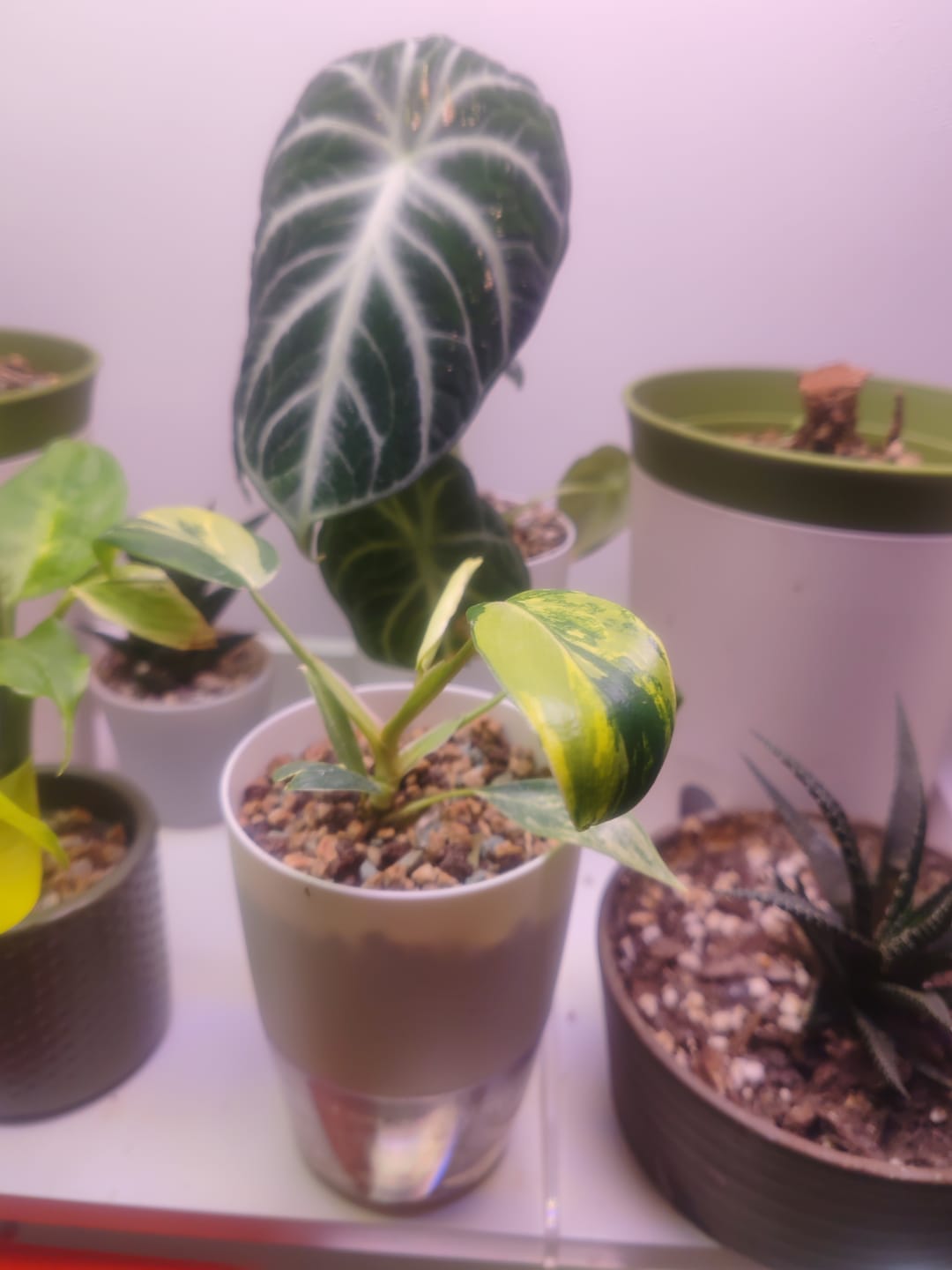 Customer photo review of PHILODENDRON FLORIDA BEAUTY