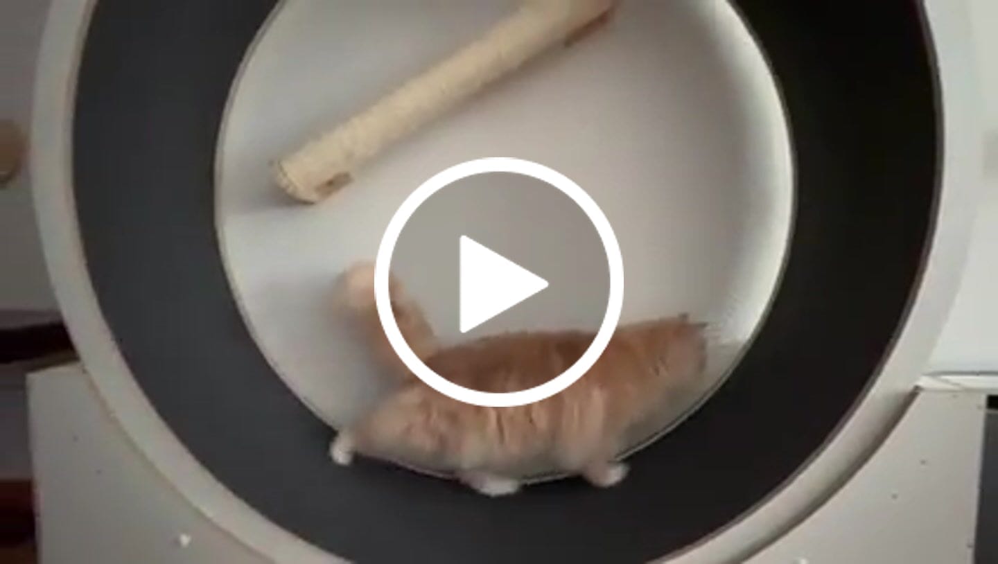 Customer video review of Elmato Katzenlaufrad Simba