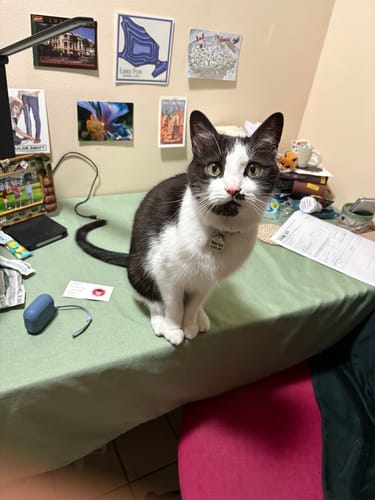 Customer photo review of Custom Pet Pillow