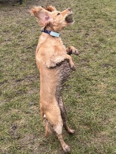 Customer photo review of Tidal Waterproof Collar