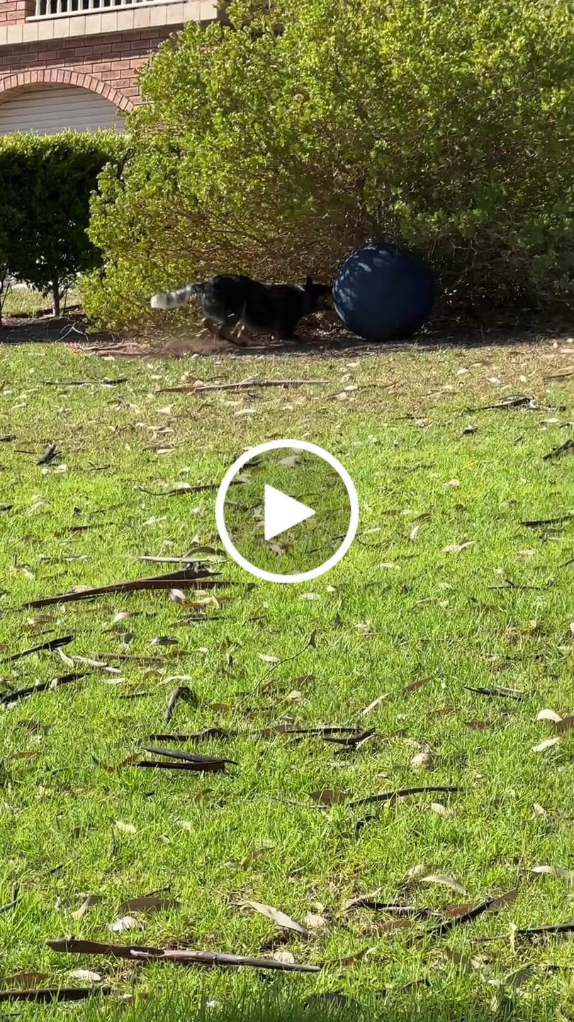 Customer video review of Herding Ball