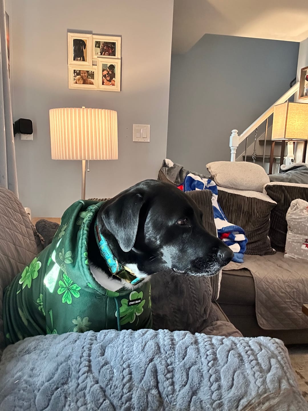 Customer photo review of St. Paddy's Dog Hoodies (Limited Edition)