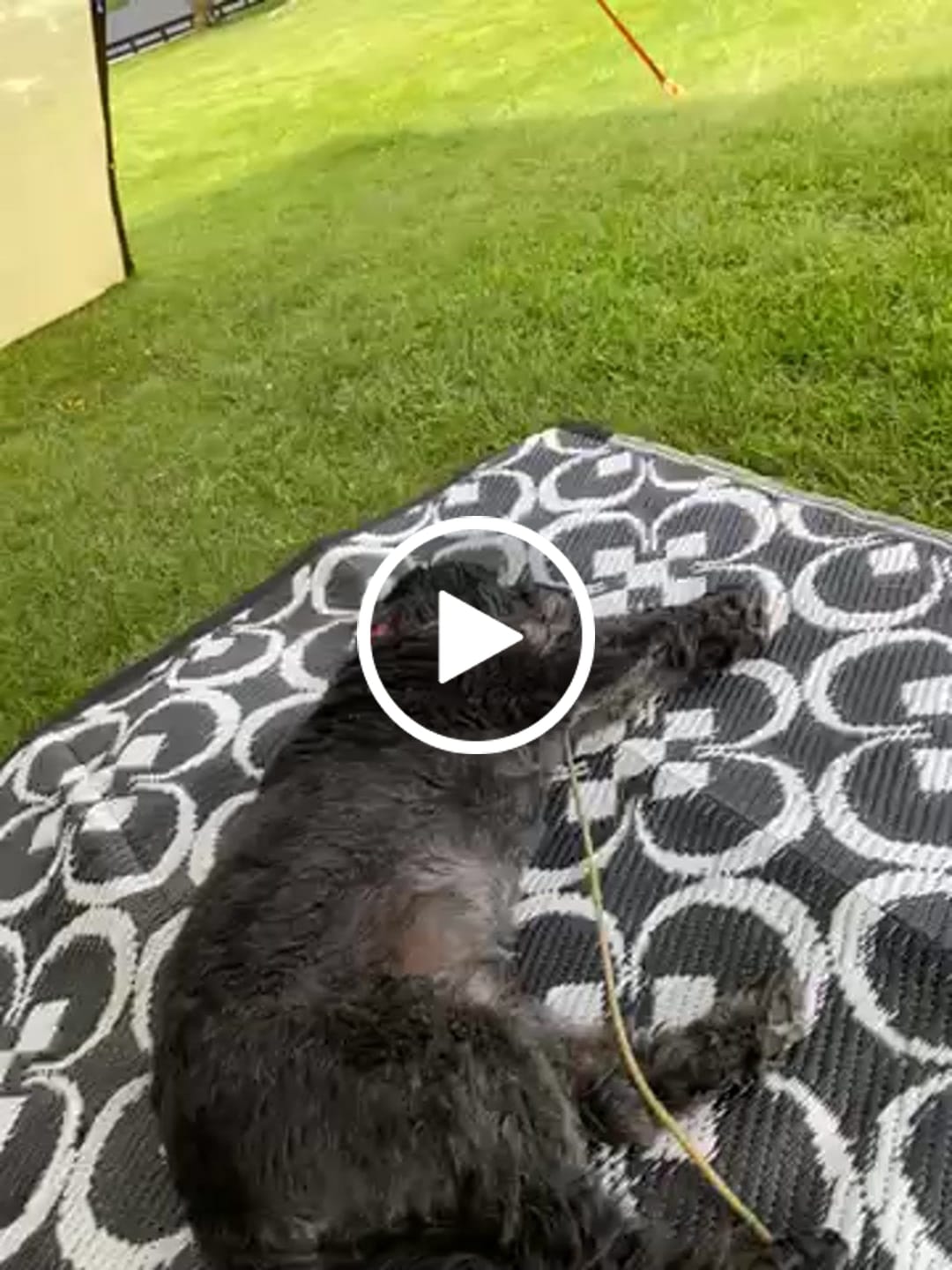 Customer video review of Hip & Joint Health Chews for Dogs