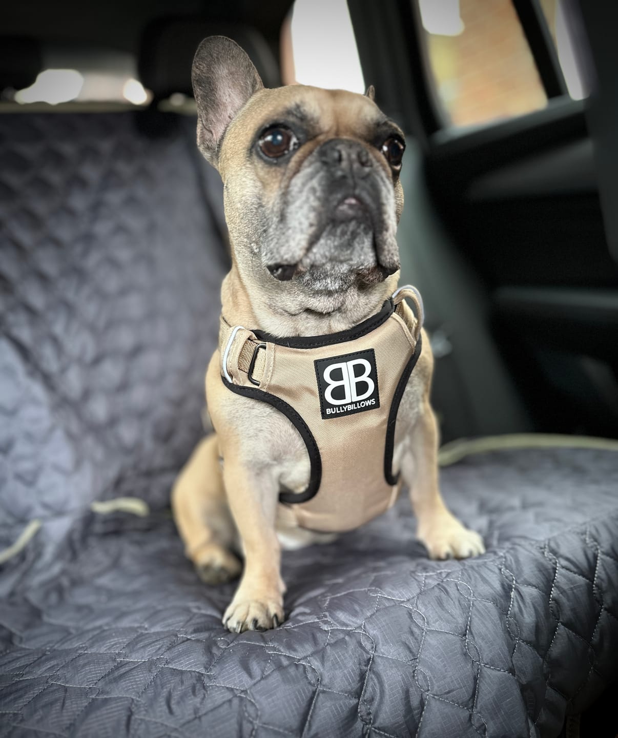 Customer photo review of Comfort Premium Harness | Non Restrictive - Tan
