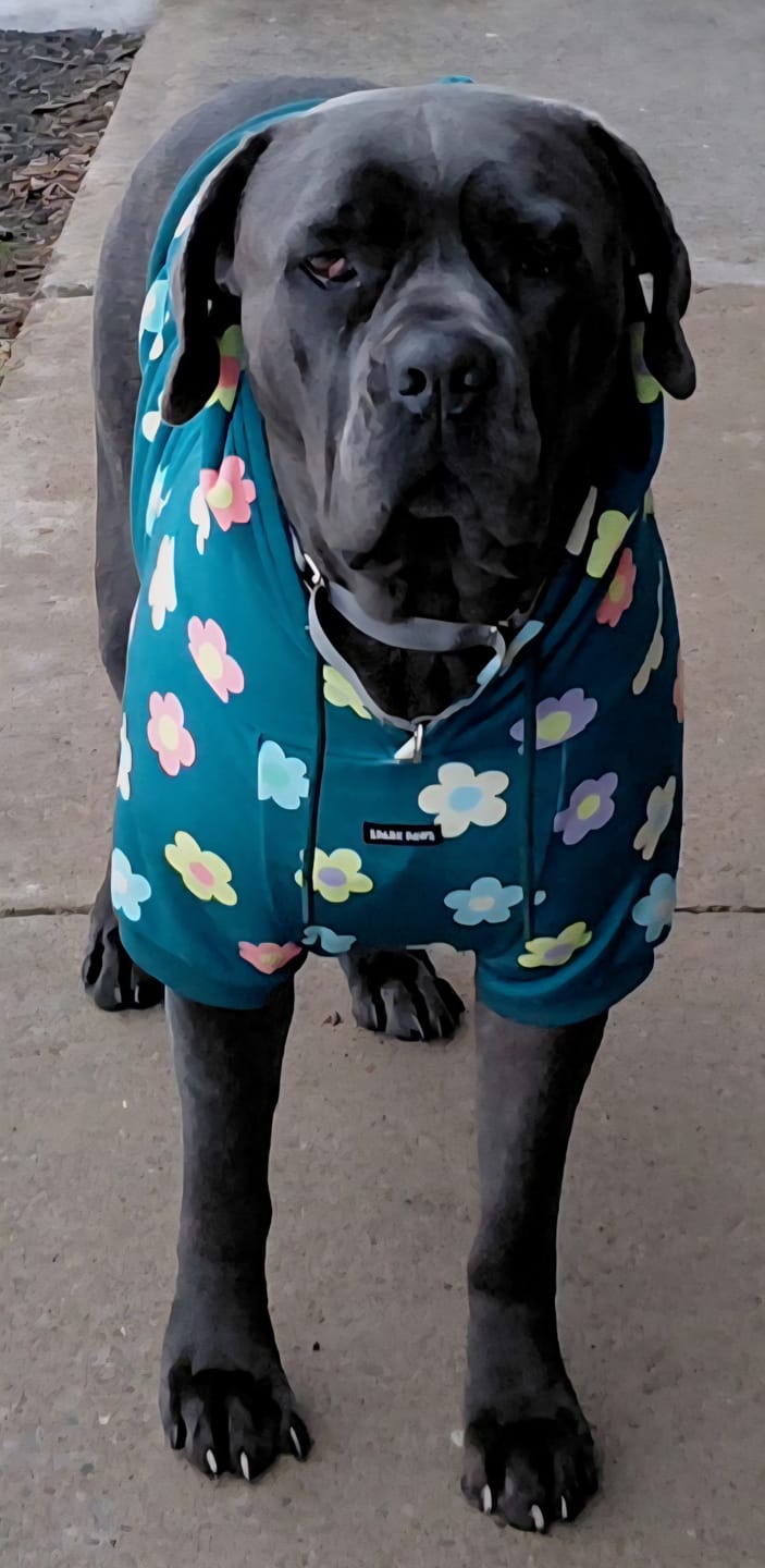 Customer photo review of Daisy Dog Hoodie - Green