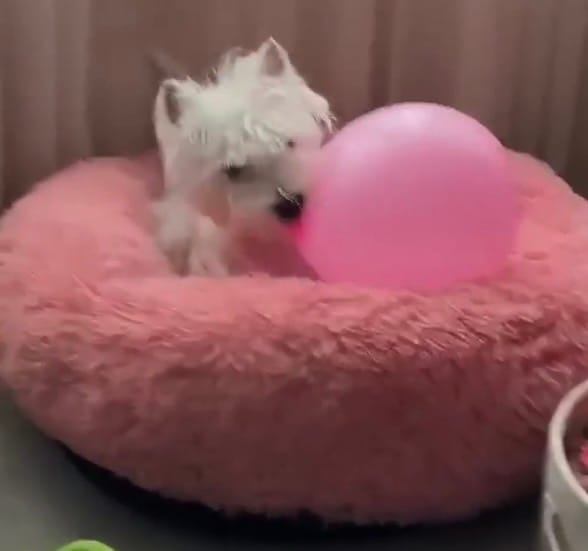 Customer photo review of Brooklyn® Deep Sleep Pet Bed