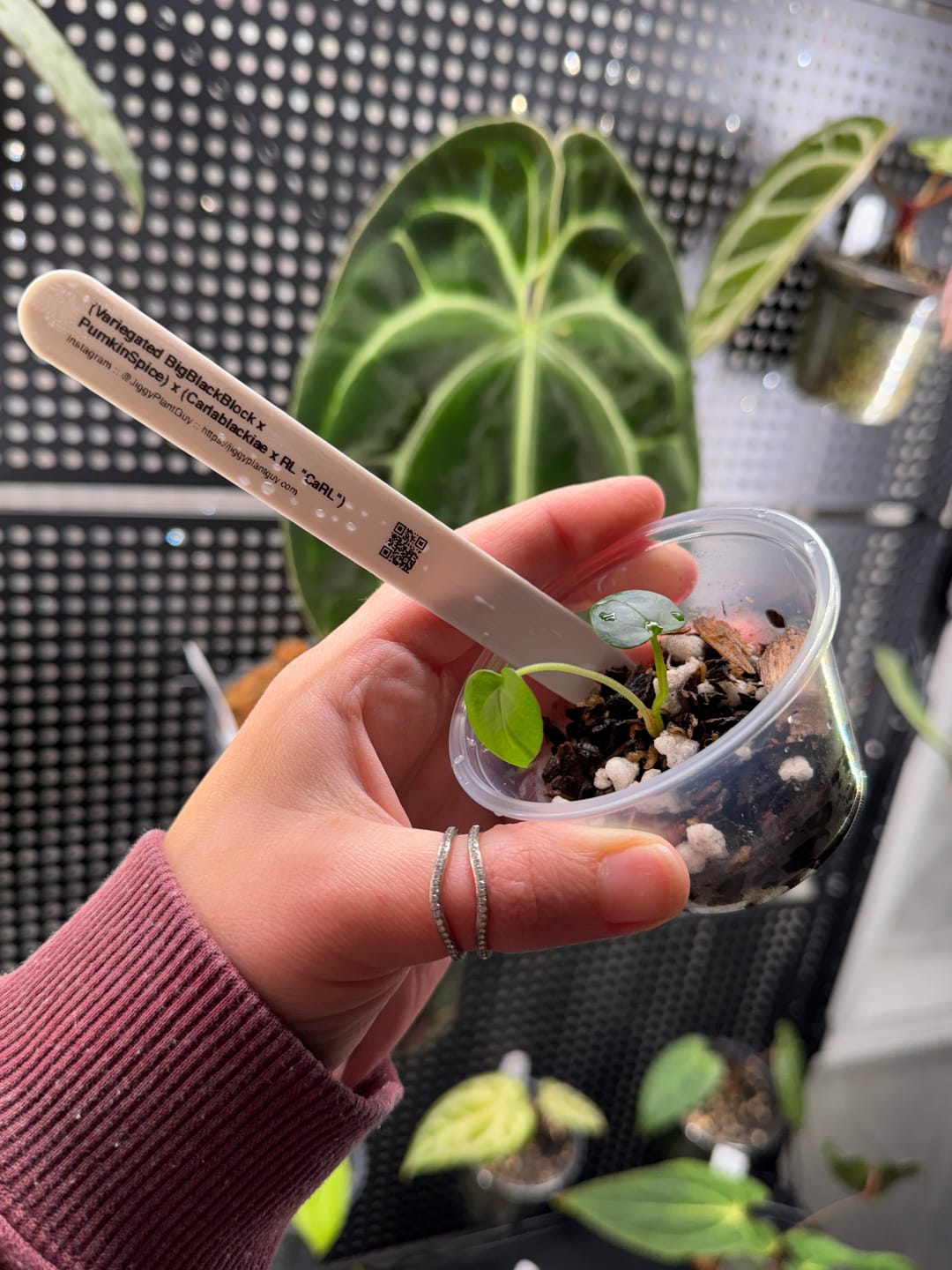 Customer photo review of (Variegated BigBlackBlock x PumkinSpice) x (Carlablackiae x RL "CaRL")