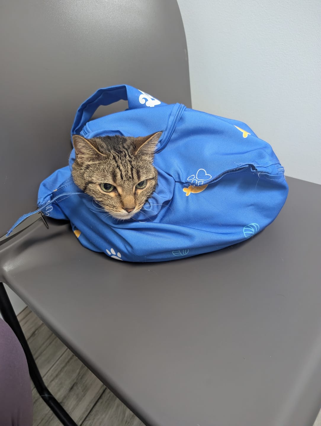 Customer photo review of Kitastic Cat Carrier