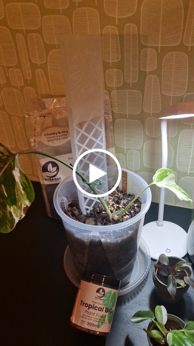 Customer video review of Aroid Mix (Monstera e.t.c.)