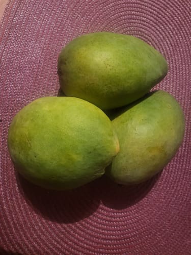 Eine Kundin zeigt ihre drei grünen Edward Mangos auf einem Tischset.