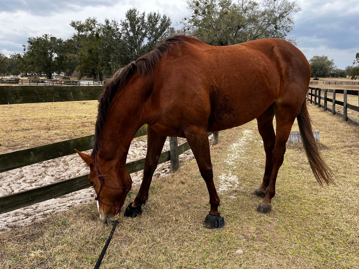Customer photo review of Digestive HP