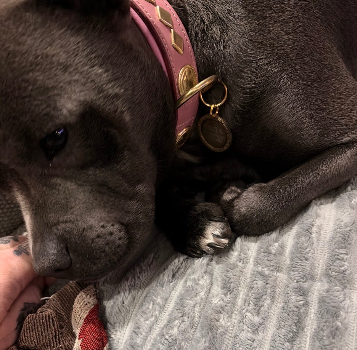Customer photo review of Staffordshire Bull Terrier 1935® Nametag - Antique