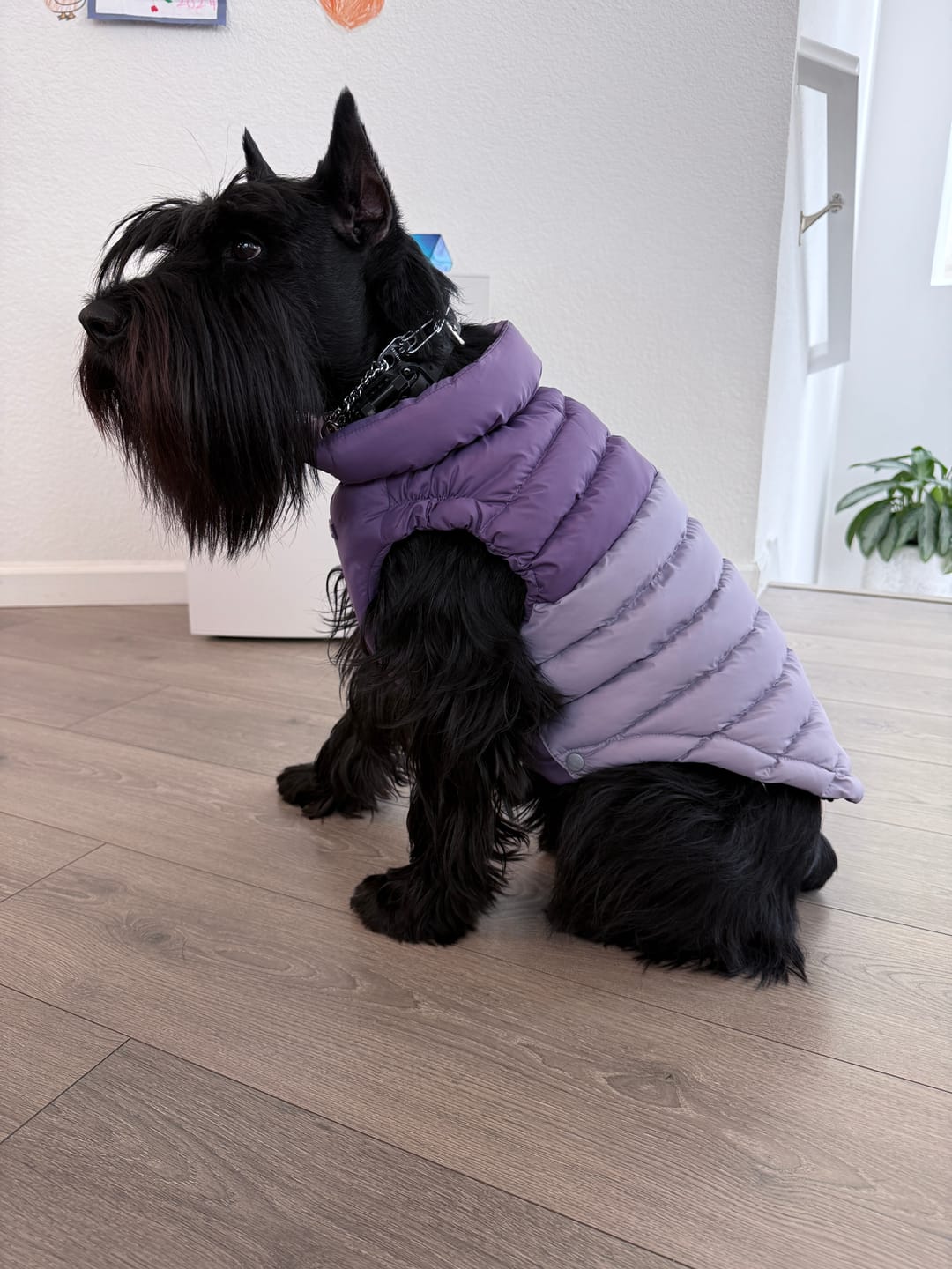 Customer photo review of PuffShield Winter Jacket -  Purple