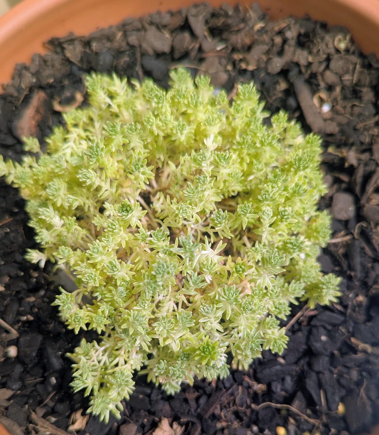 Customer photo review of Sedum Japonicum variegata - Matcha Latte