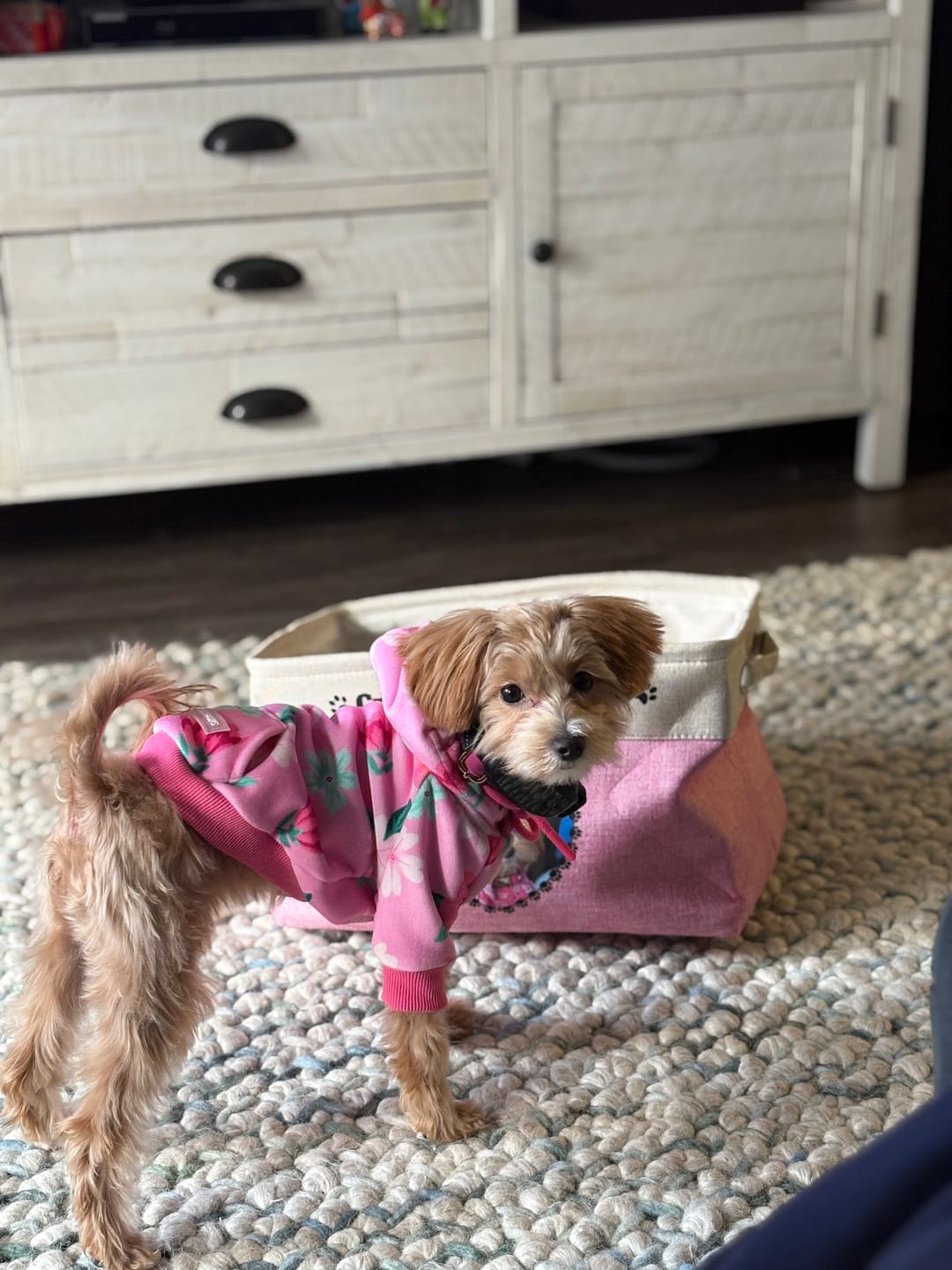 Customer photo review of Blossom Dog Hoodie - Pink