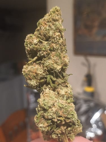 Customer photo review of Bulk THCA Flower Pounds