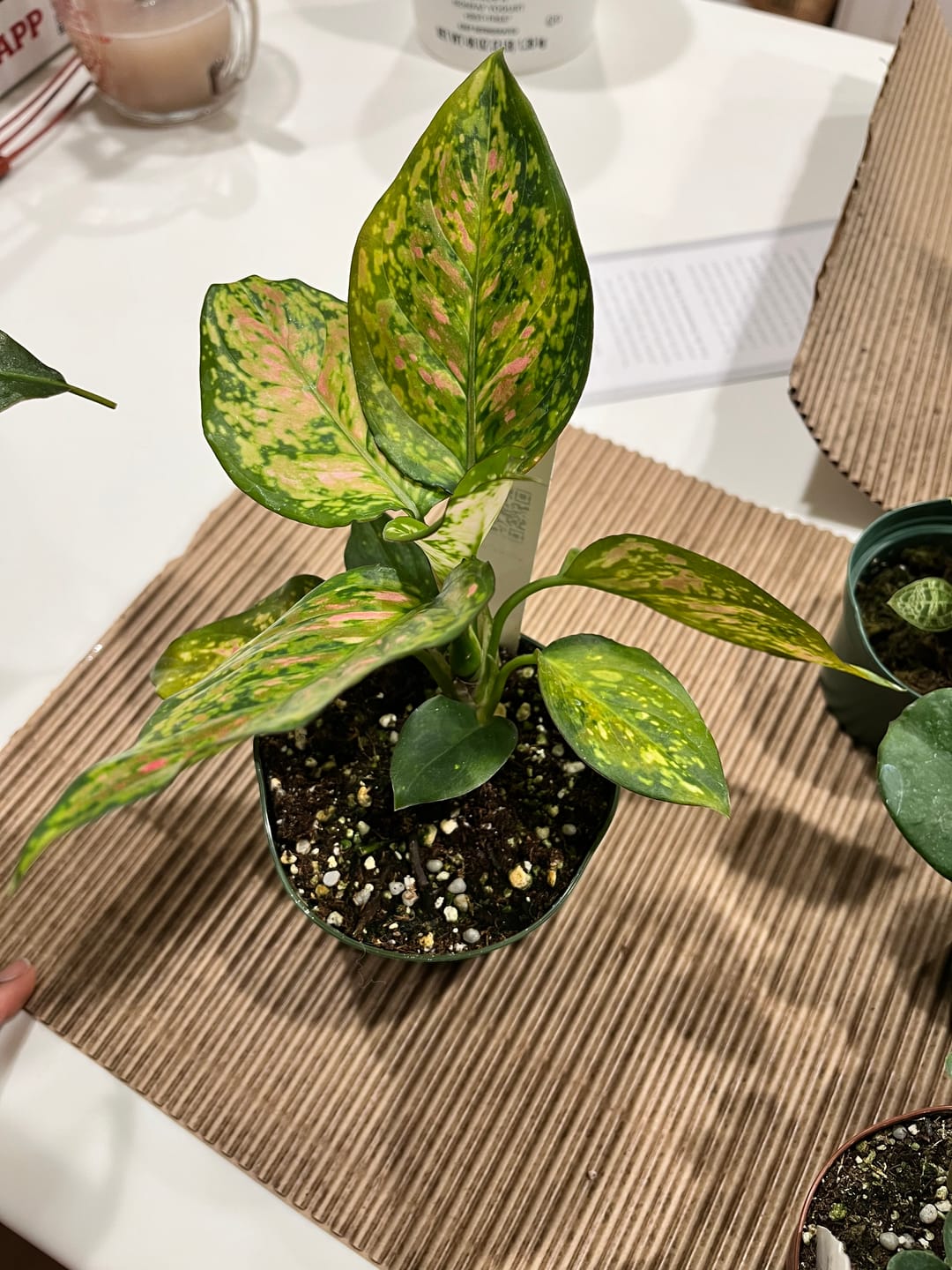 Customer photo review of Aglaonema 'Red Anyamanee'