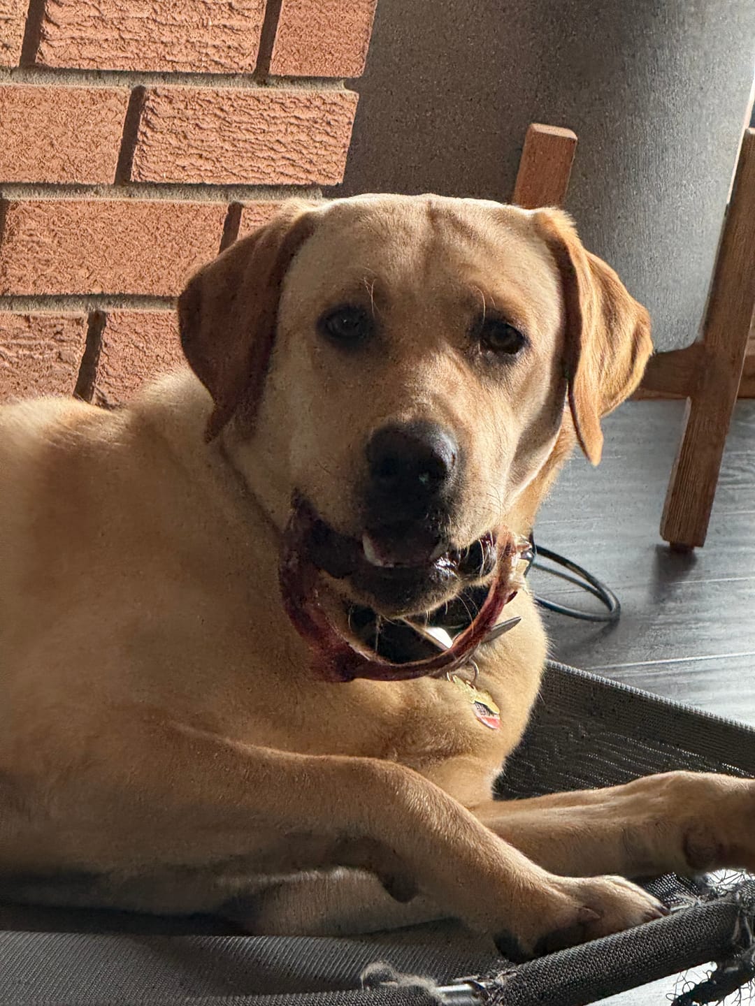Customer photo review of Large Bully Stick Ring
