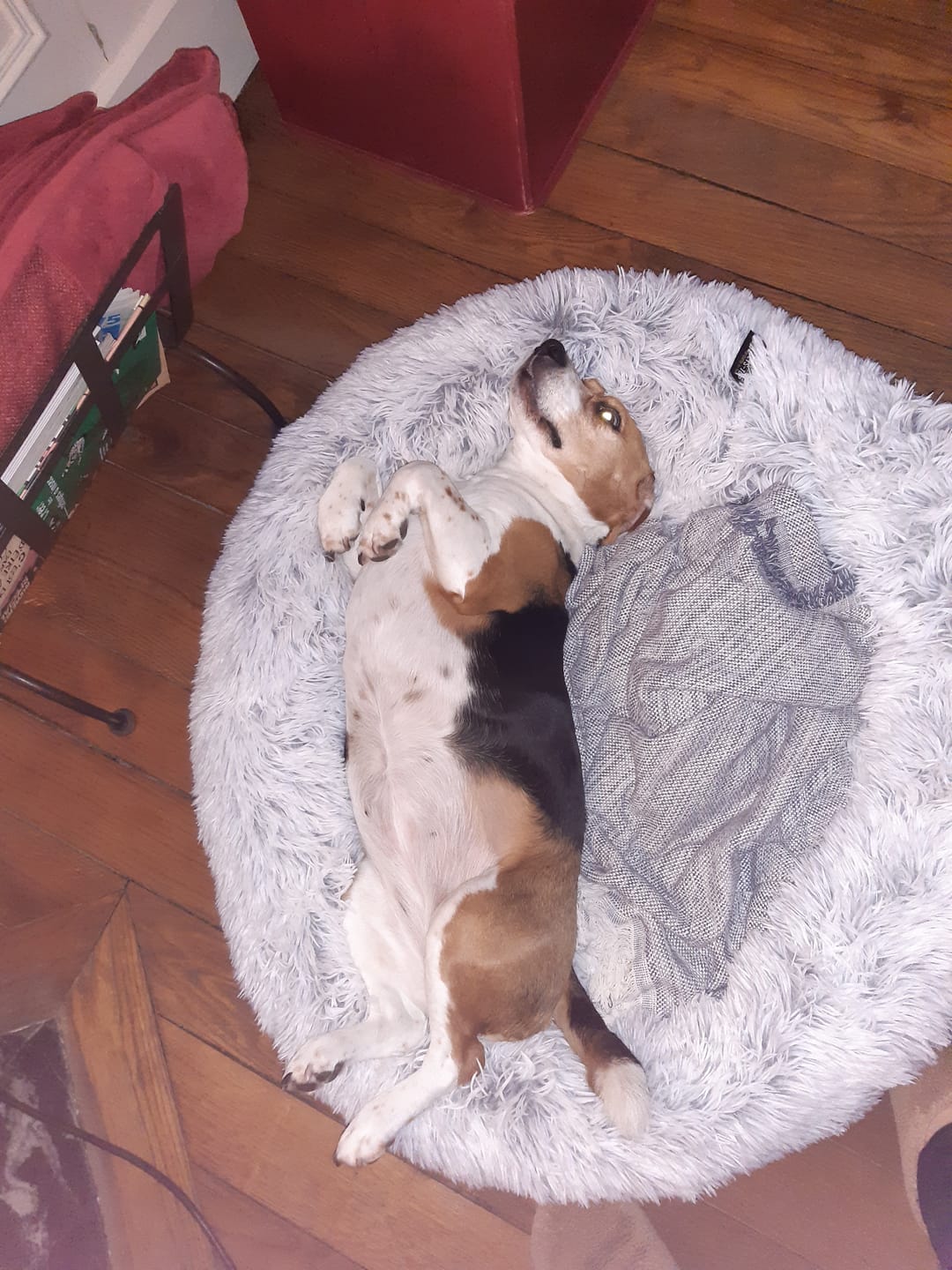 Customer photo review of Panier apaisant pour chien – DODO Donut™ orthopédique & anti-stress