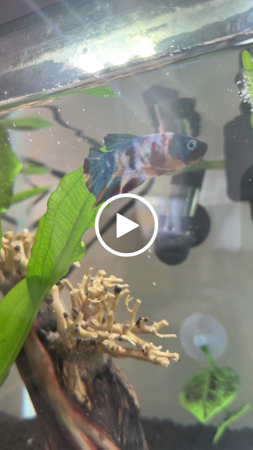 Customer video review of Multicolor Yellow Base Plakat Male Betta Fish | Order Directly From Farm |  You Pick Fish