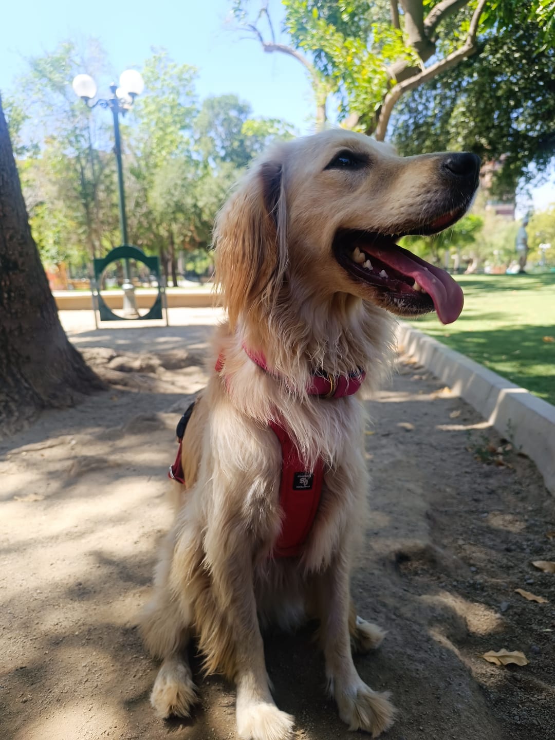 Customer photo review of Arnés Aerosport para Perros - Street Dogs - Red