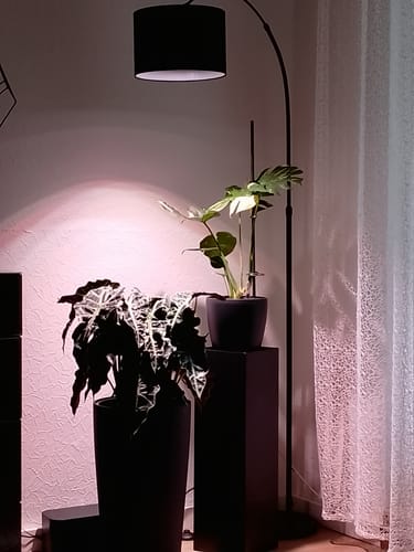 Customer photo review of HPE - Hesi Houseplant Elixir