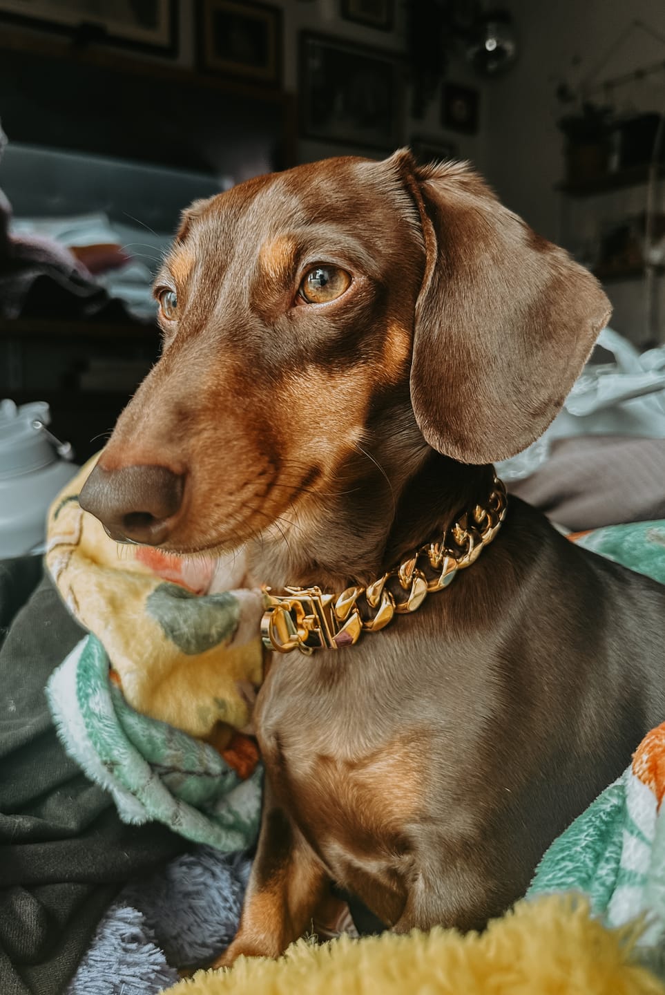 Customer photo review of Cuban Link Chain Dog Collar - Gold