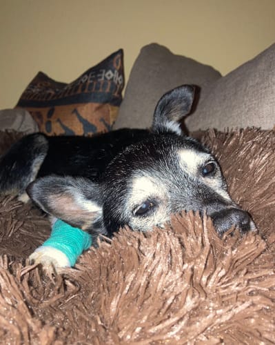 Customer photo review of Hundebett - Katzenbett rund Wuscheldonut + Gratis LED Halsband