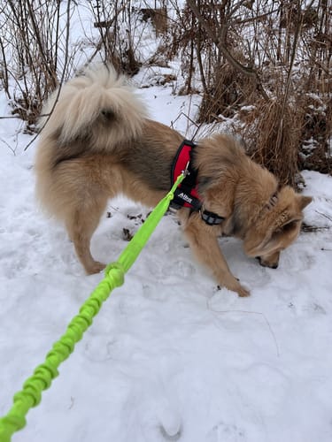 Customer photo review of Hundsele med Namn och Telefonnummer