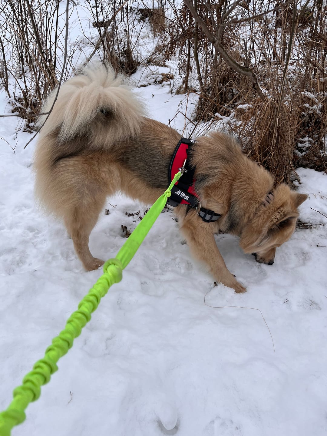 Customer photo review of Hundsele med Namn och Telefonnummer