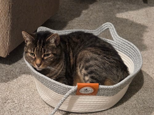 Customer photo review of Instinct Basket | Meet the first research-backed natural territory for indoor cats