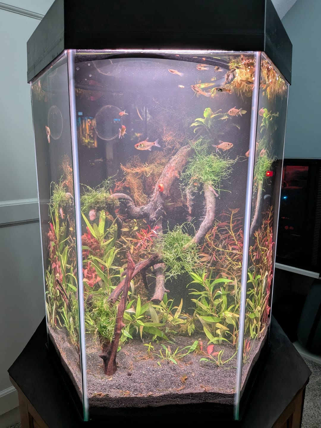 Customer photo review of Scarlet Temple  (Alternanthera reineckii)